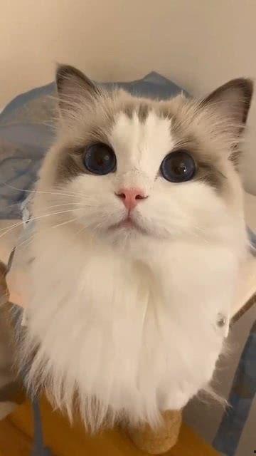 青春有你免费观看猫咪,猫咪陪你共度青春时光